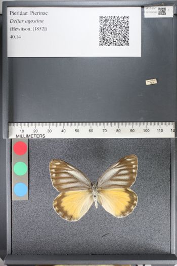 Media type: image;   Entomology 130090